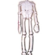 Skelet ca 150 cm