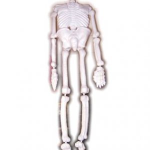 Skelet ca 150 cm