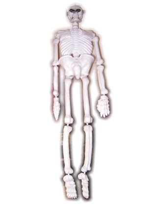 Skelet ca 150 cm